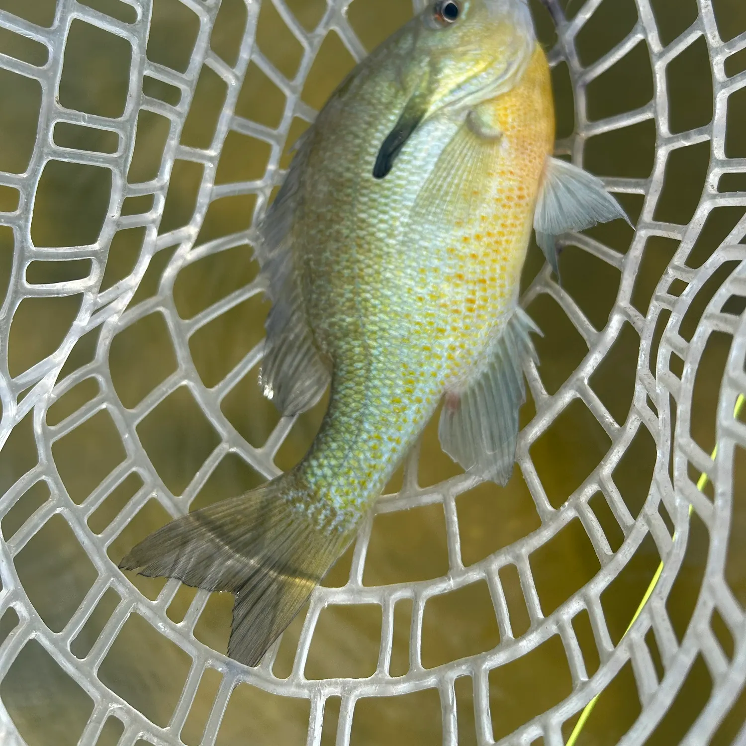 Redbreast sunfish caught on Fishbrain