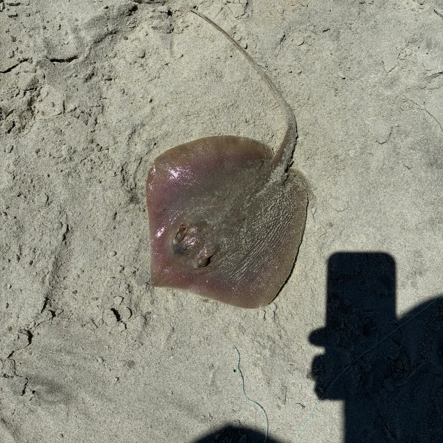 Atlantic stingray caught on Fishbrain