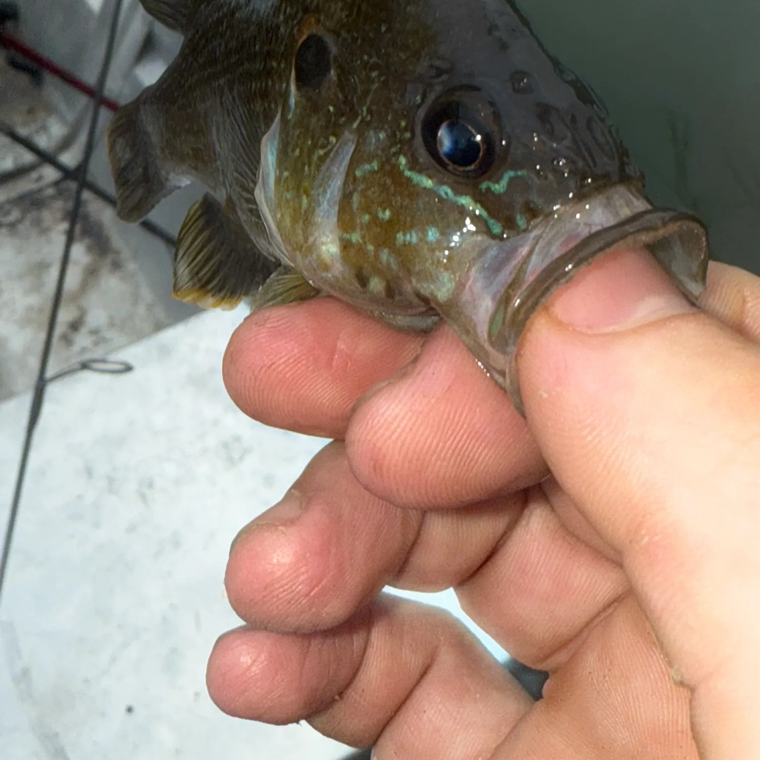 catch