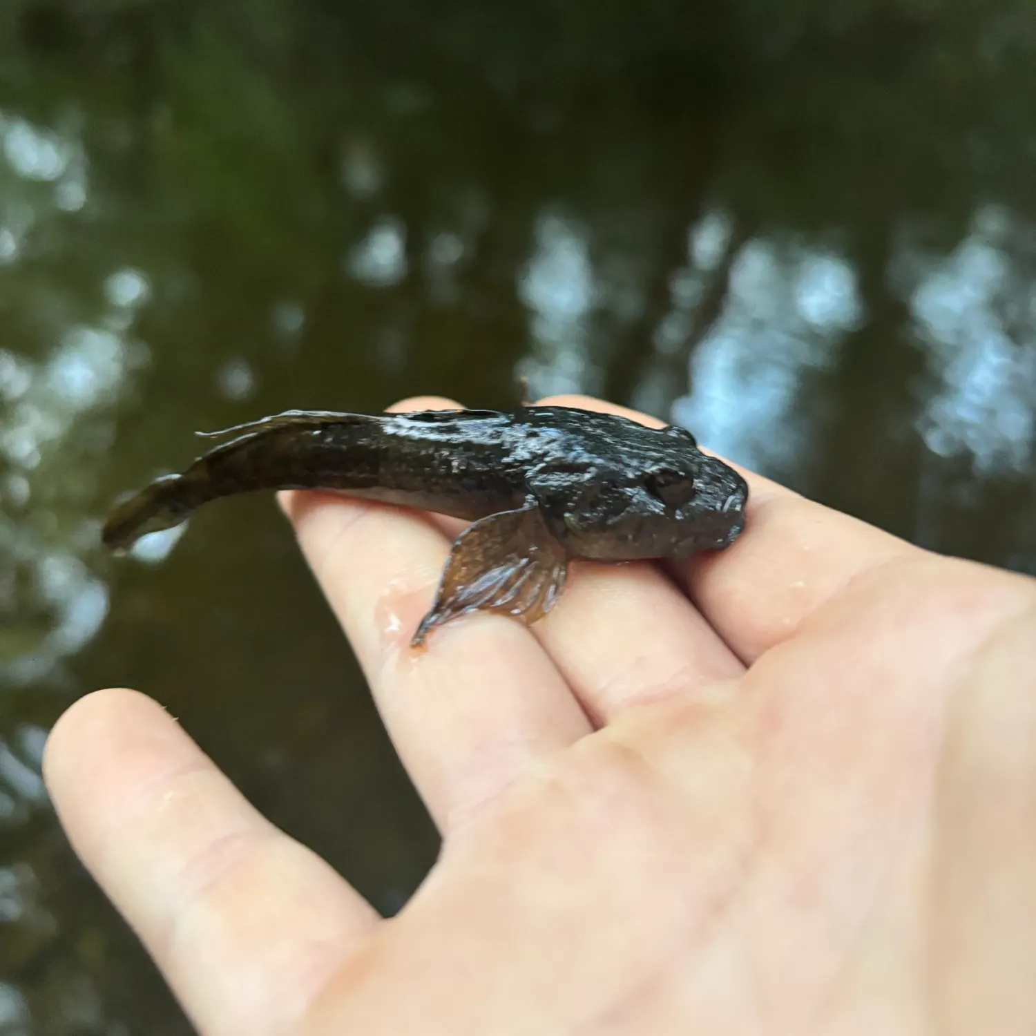 Shorthorn sculpin caught on Fishbrain