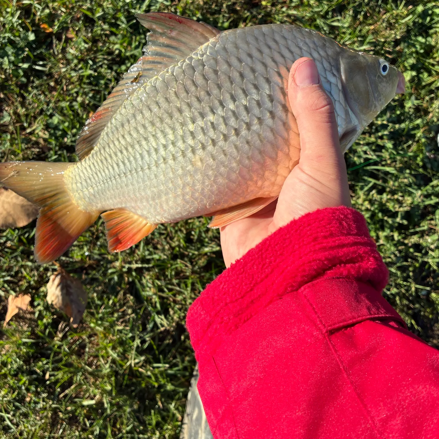 Common carp caught on Fishbrain