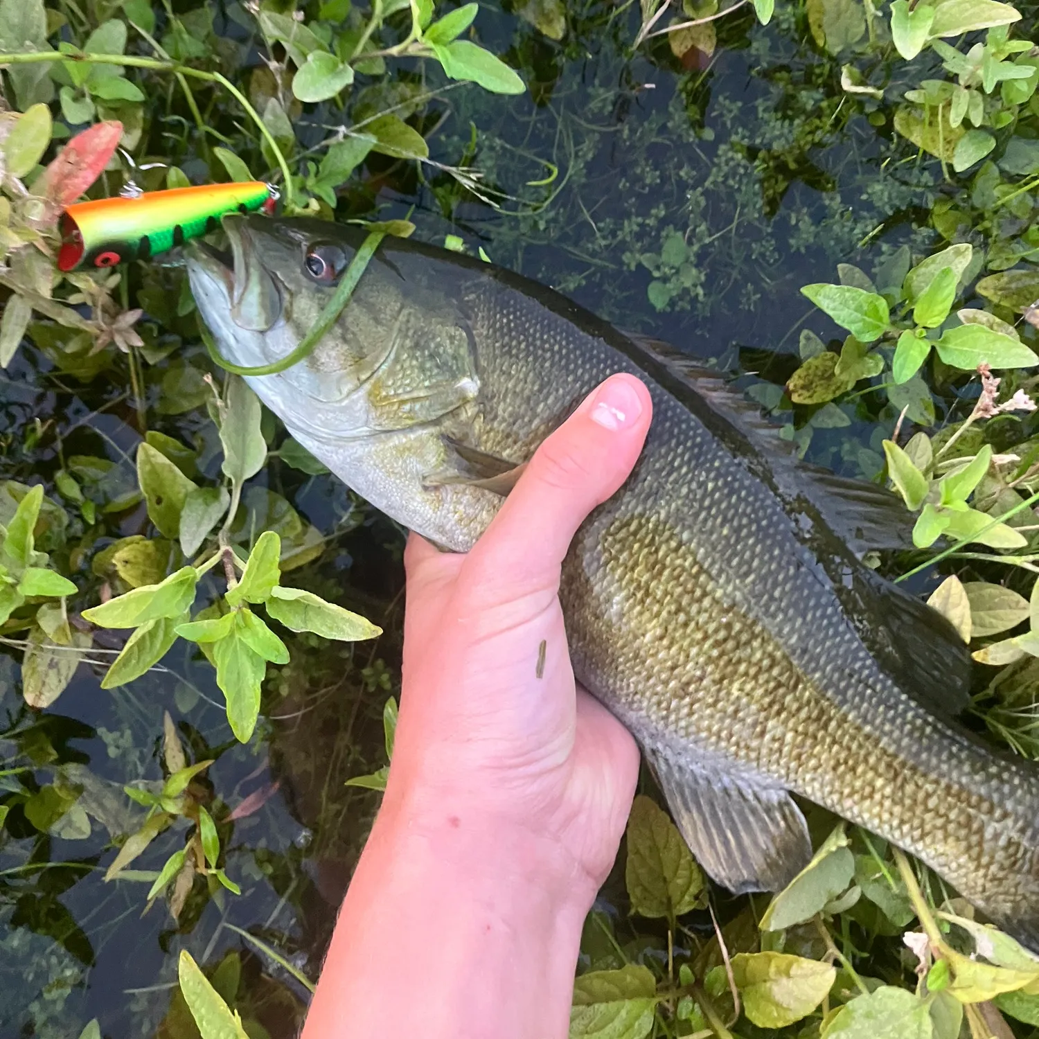 The most recent Smallmouth bass catches on Fishbrain