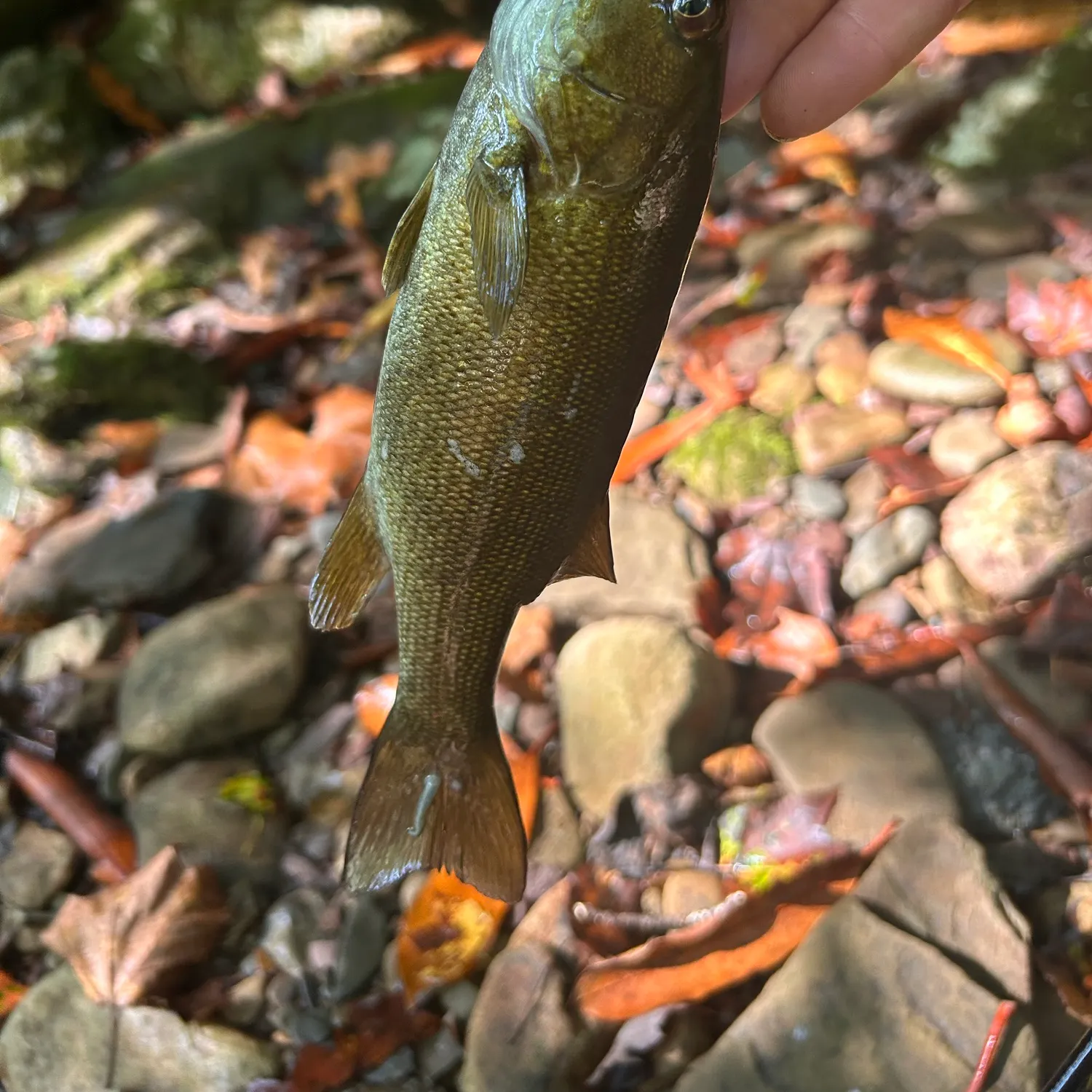 Smallmouth bass caught on Fishbrain
