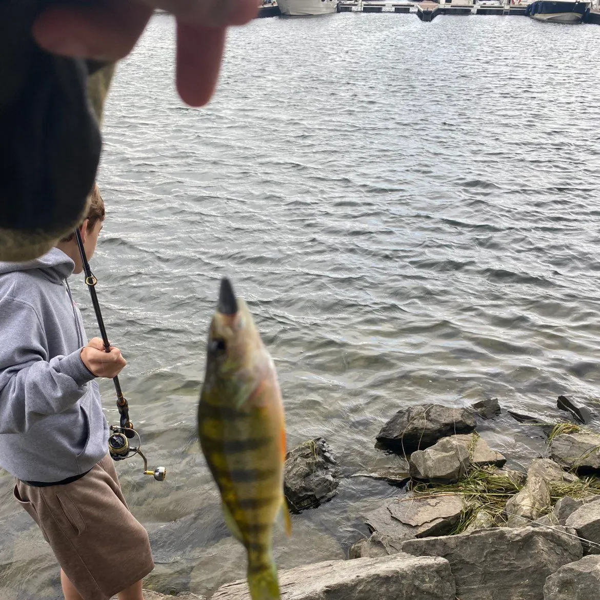 Yellow perch caught on Fishbrain