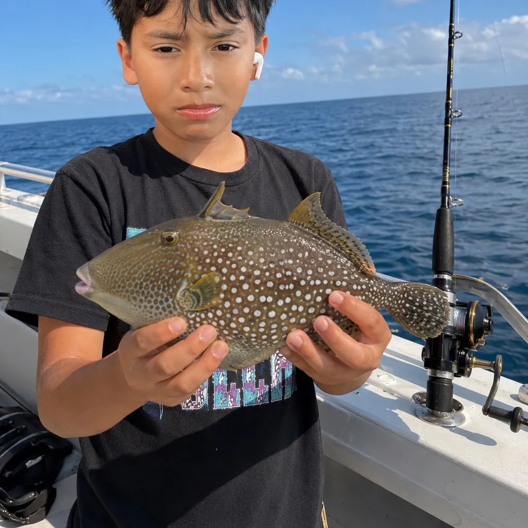 The most recent Starry triggerfish catches on Fishbrain