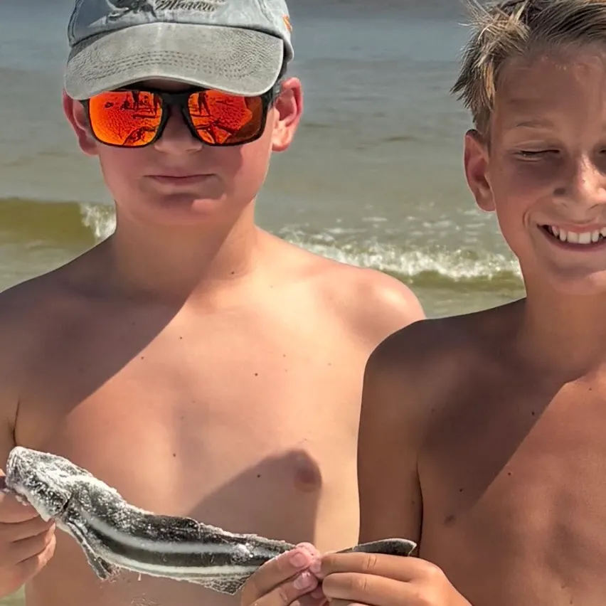 Cobia caught on Fishbrain