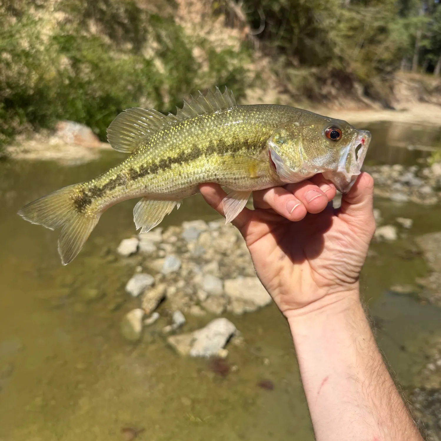 Spotted bass caught on Fishbrain
