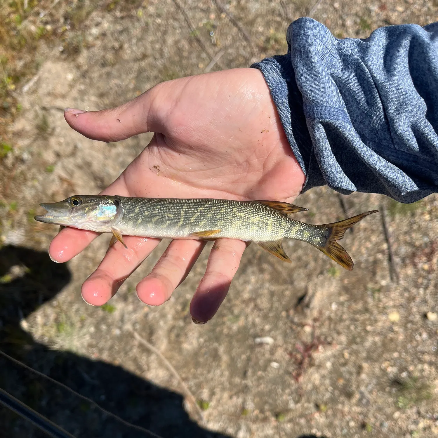 Northern pike caught on Fishbrain