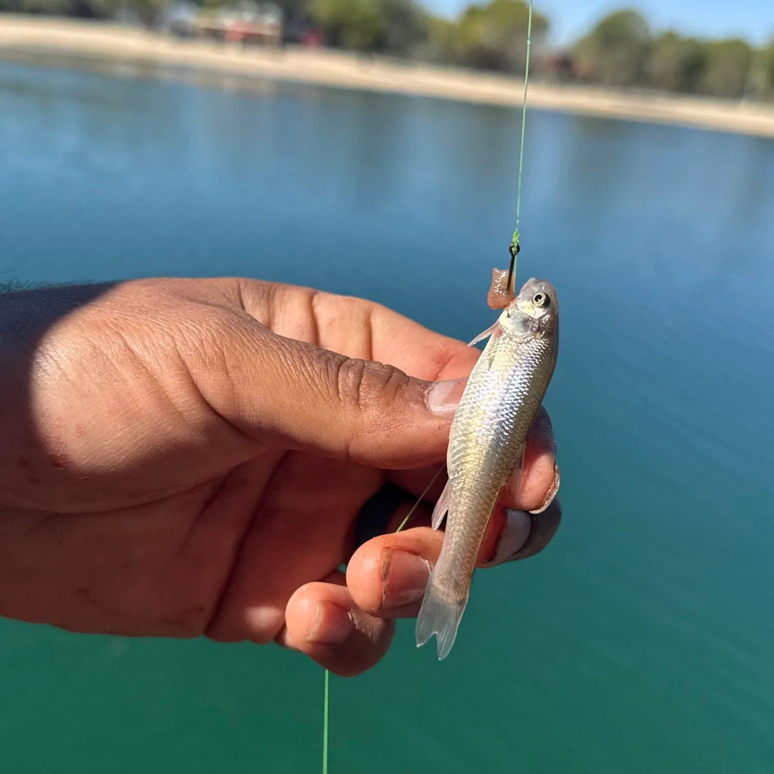 Common shiner caught on Fishbrain