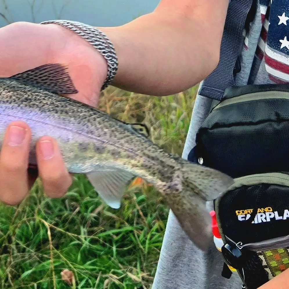 Rainbow trout caught on Fishbrain