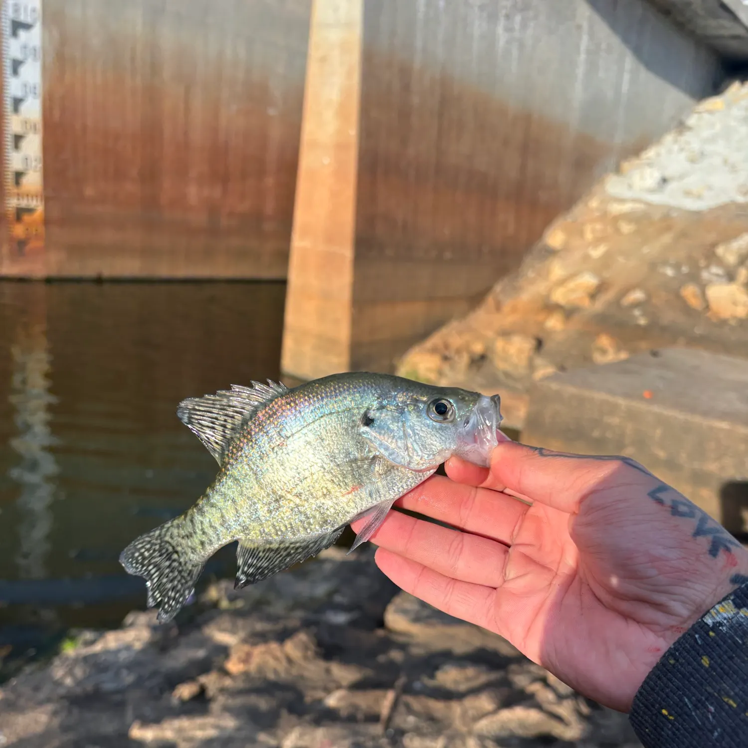 White crappie caught on Fishbrain