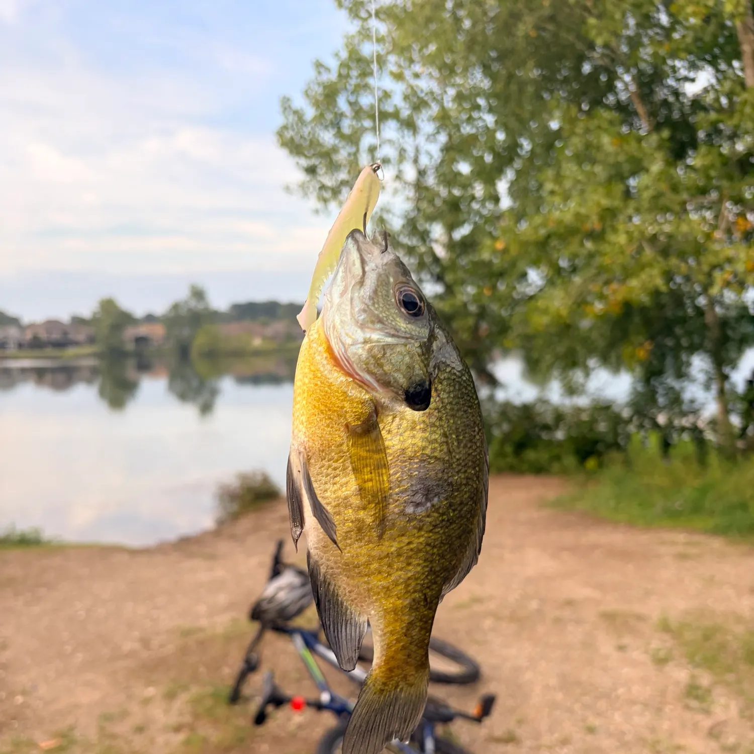 Bluegill caught on Fishbrain