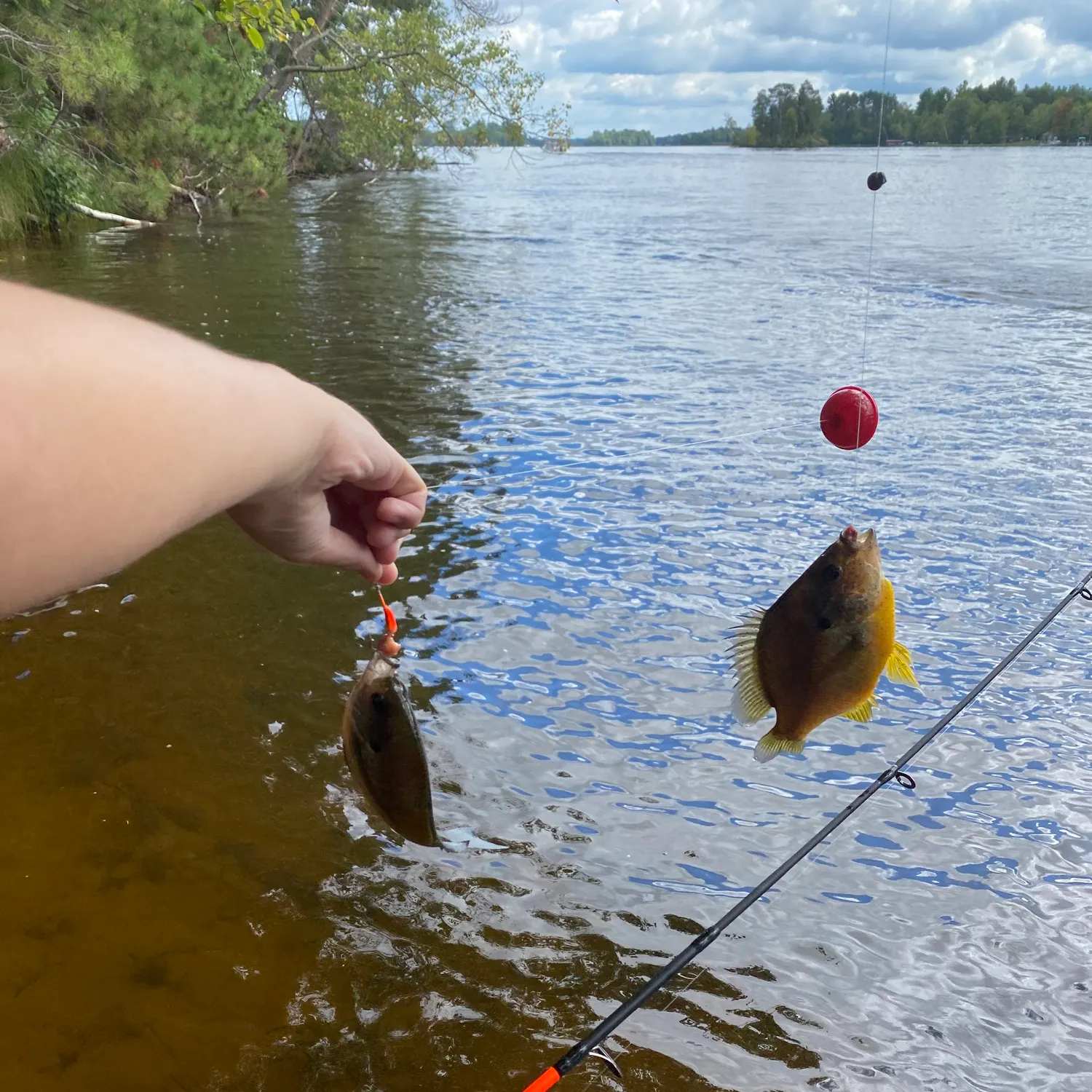 Pumpkinseed caught on Fishbrain