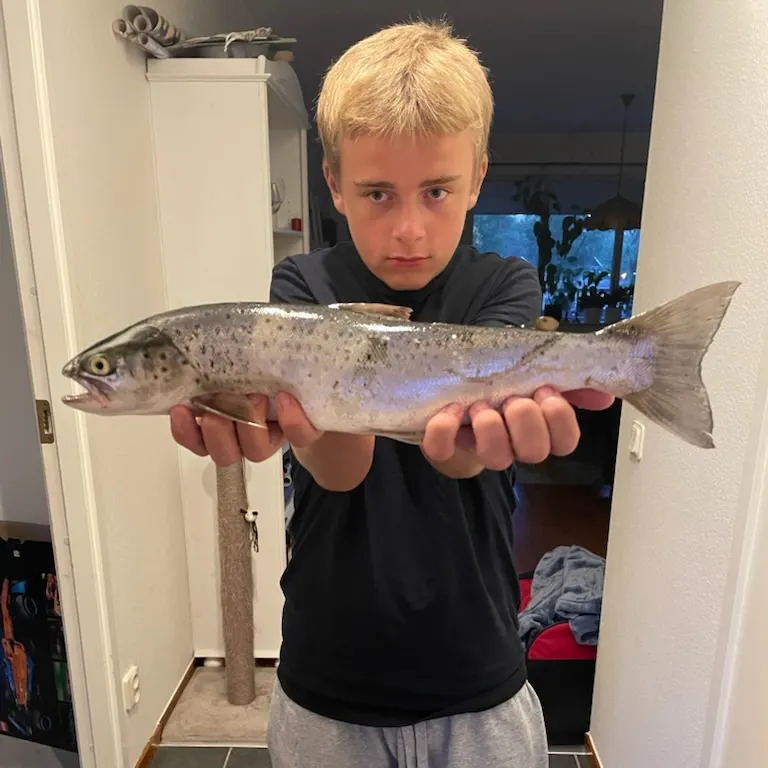 Sea trout caught on Fishbrain
