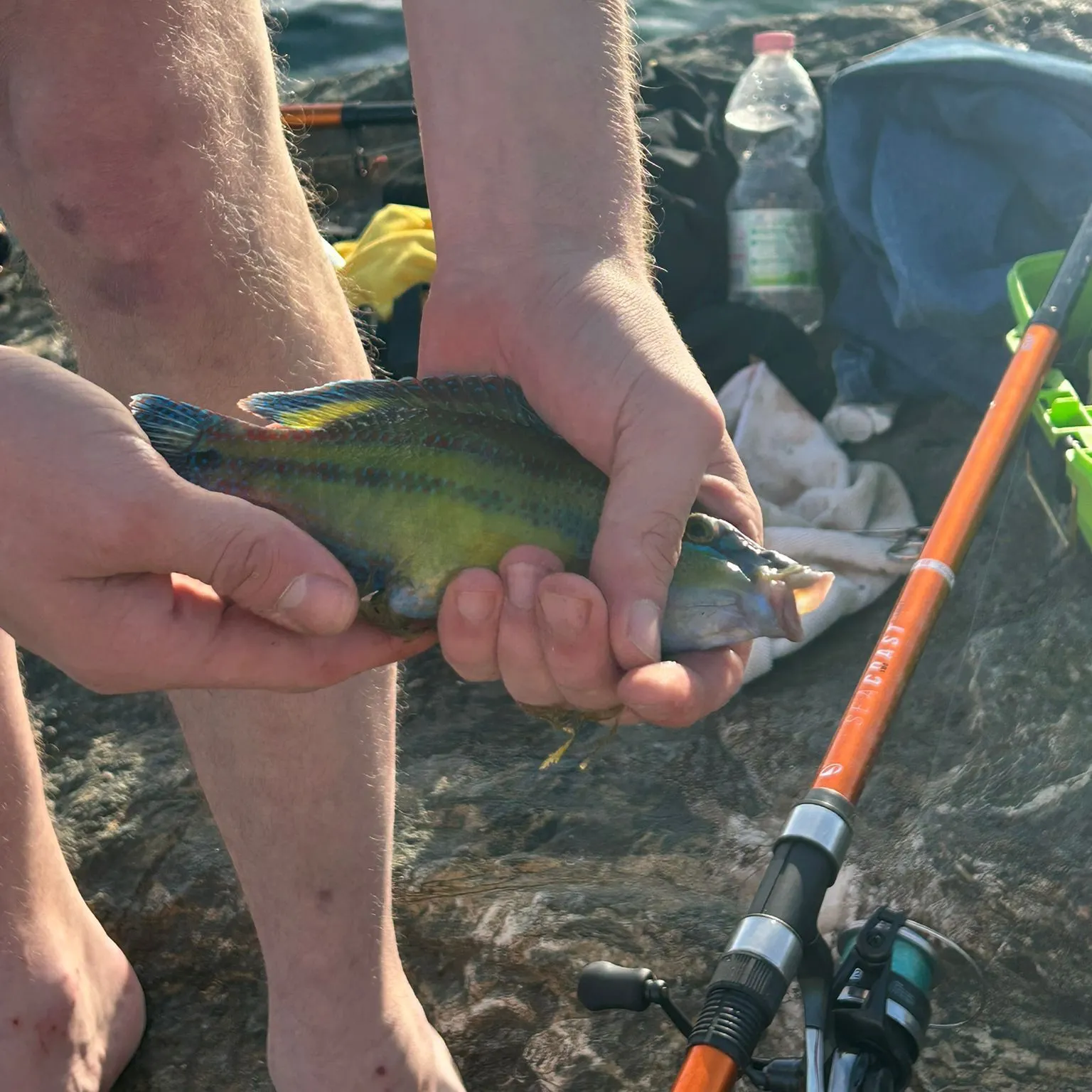 The most recent East Atlantic peacock wrasse catches on Fishbrain