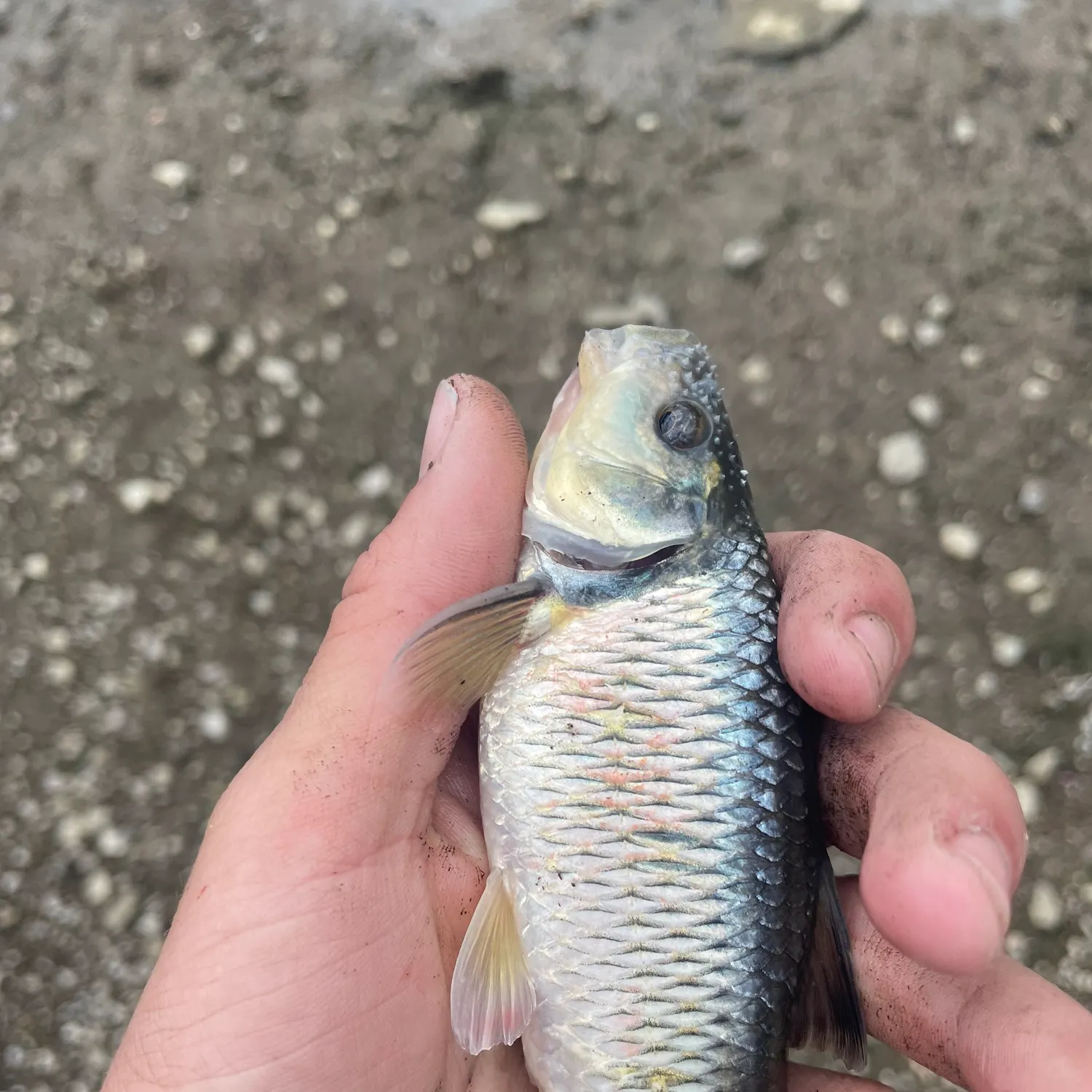 The most recent Bigmouth chub catches on Fishbrain