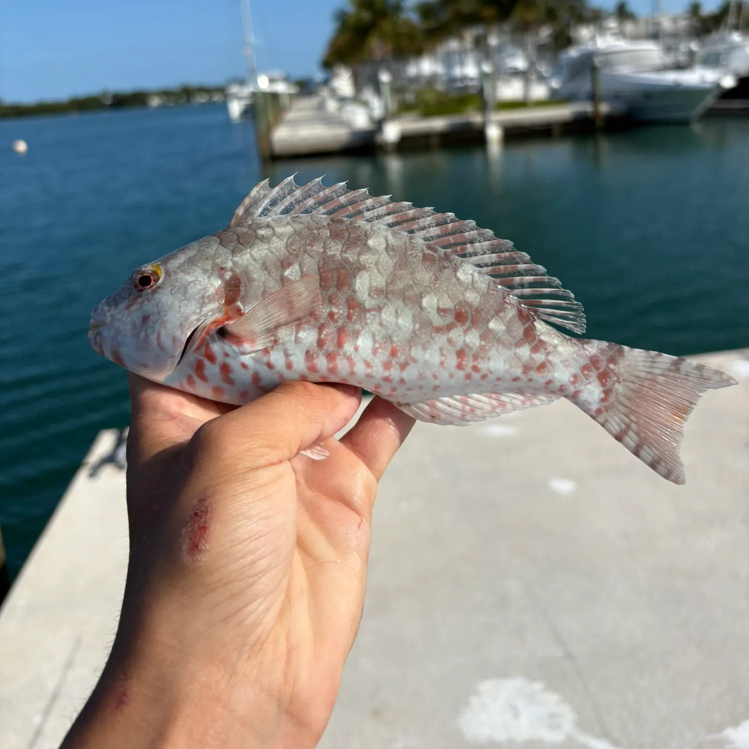 The most recent Redtail parrotfish catches on Fishbrain