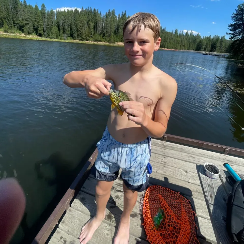 Bluegill caught on Fishbrain