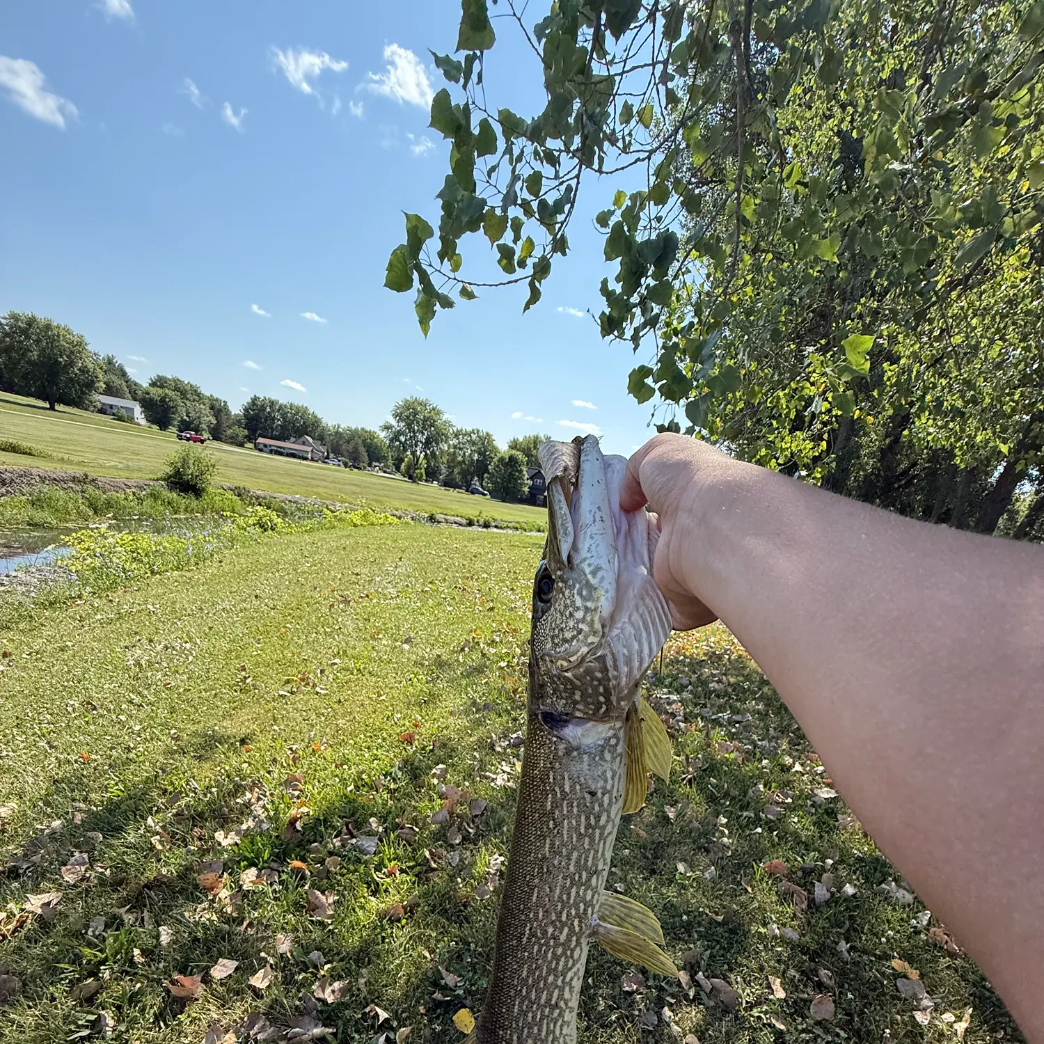catch
