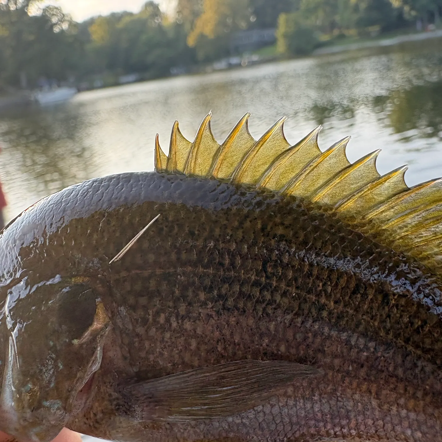 Green sunfish caught on Fishbrain