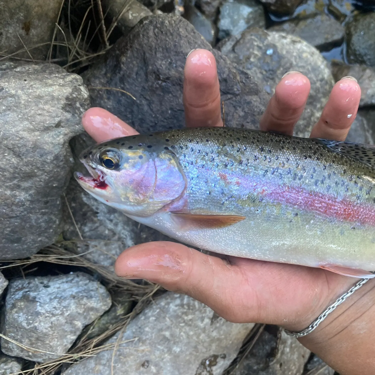 The most recent Rainbow trout catches on Fishbrain