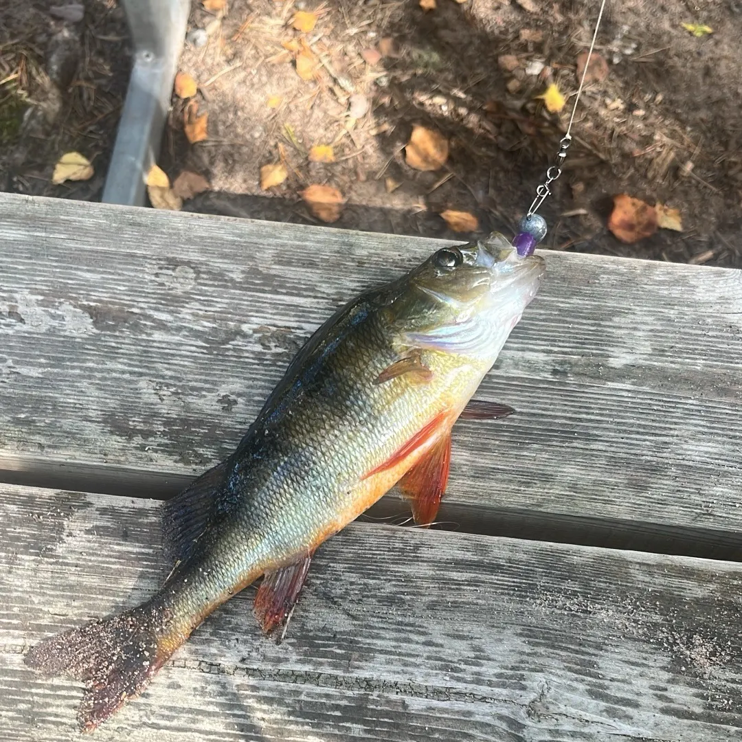 European perch caught on Fishbrain