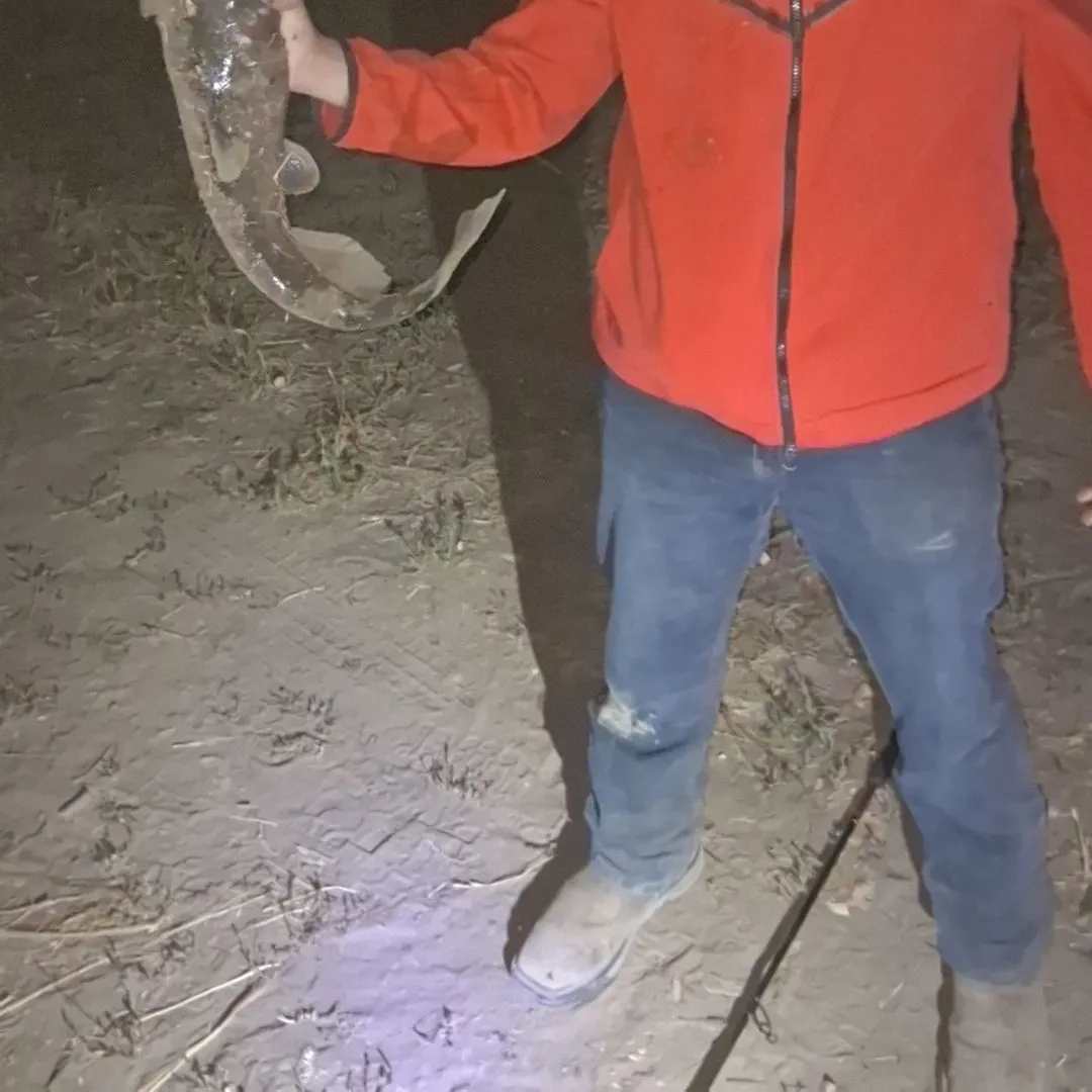 Channel catfish caught on Fishbrain