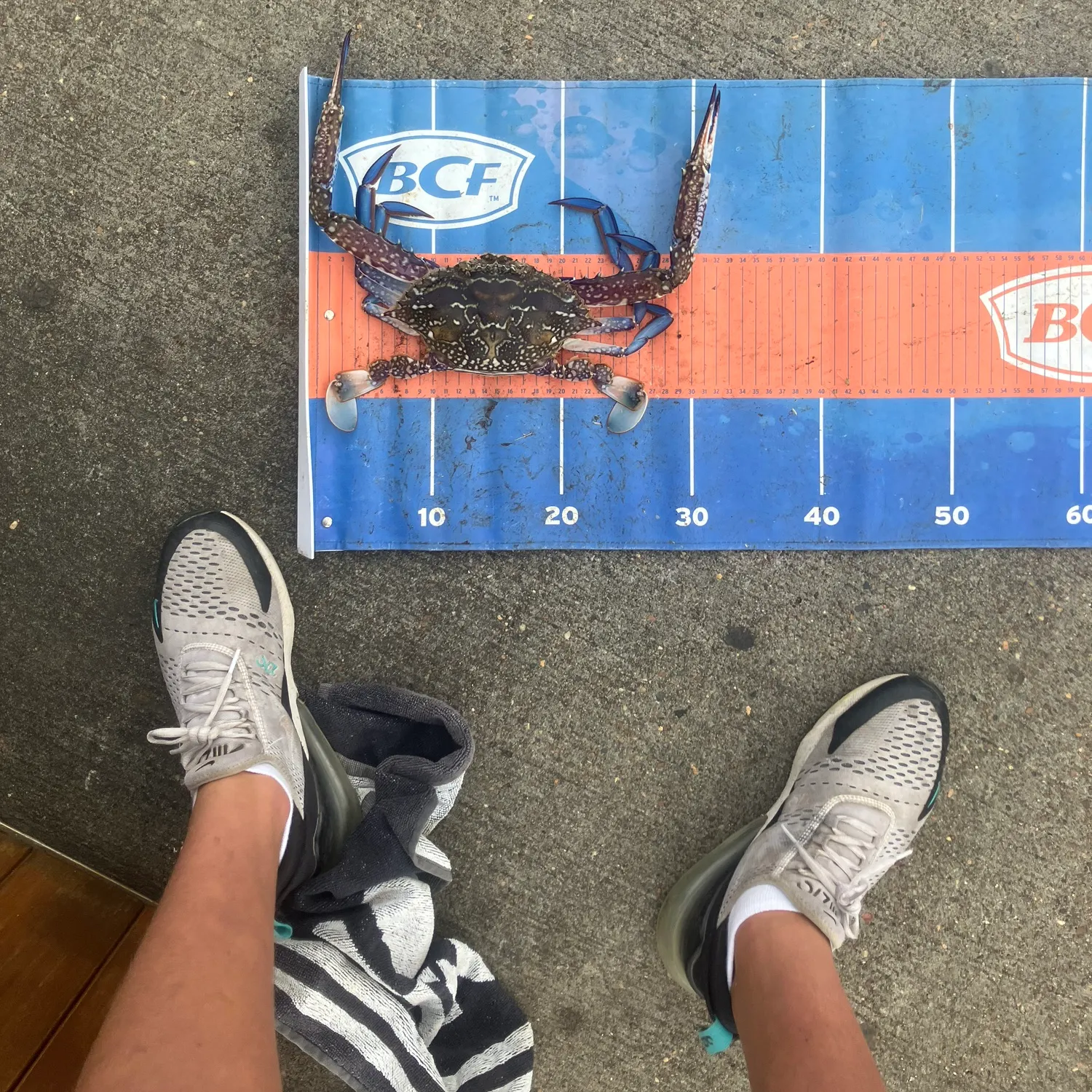 The most recent Blue swimmer crab catches on Fishbrain