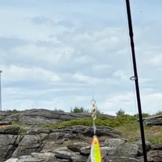 The most recent Pollack catches on Fishbrain