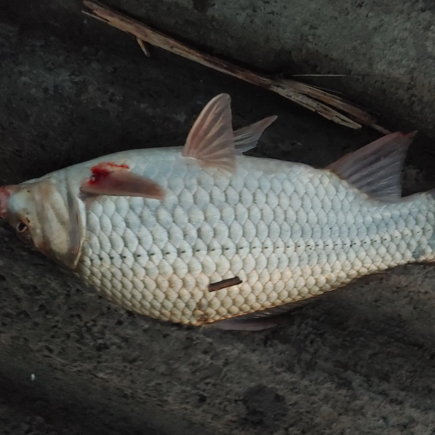 angler catch