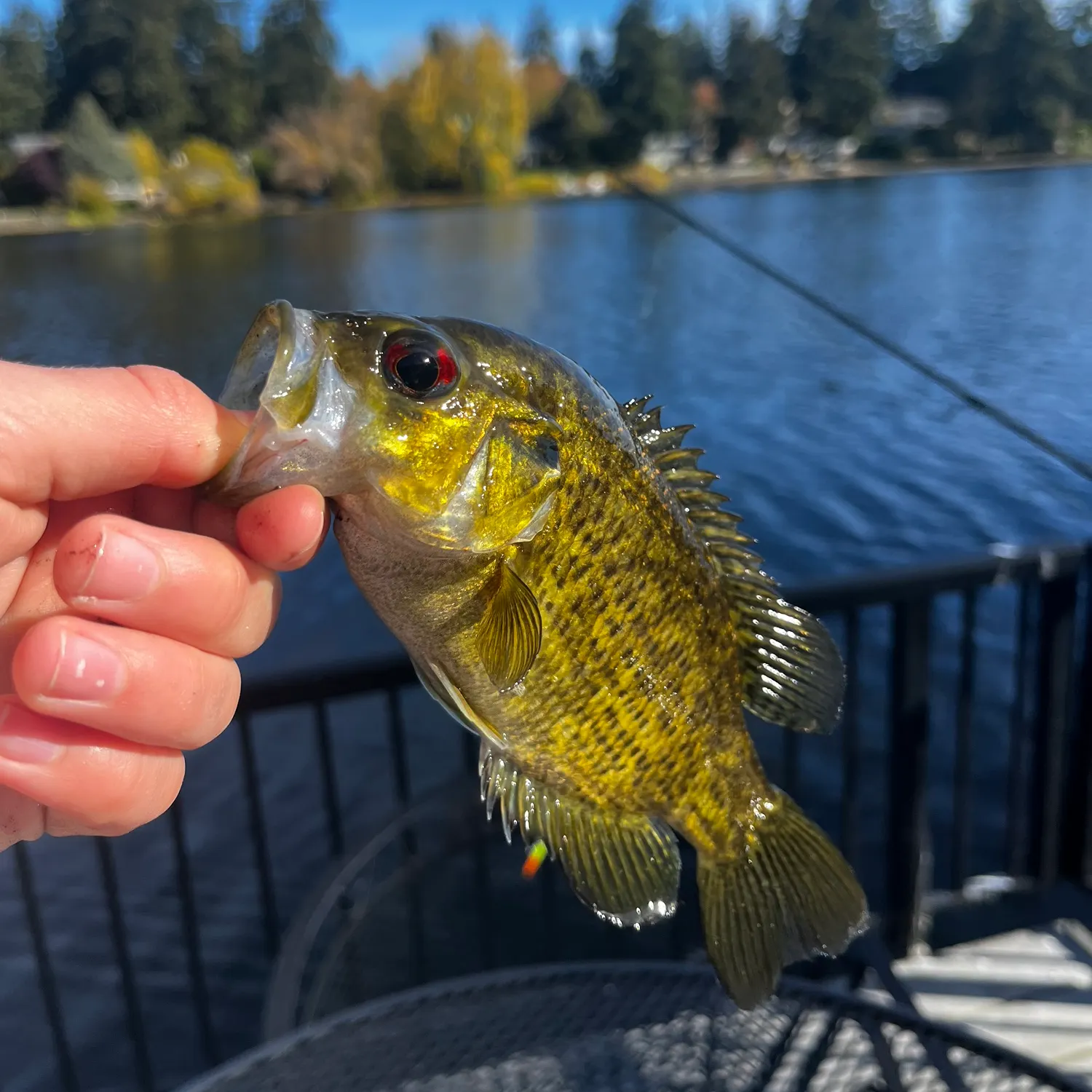 Rock bass caught on Fishbrain