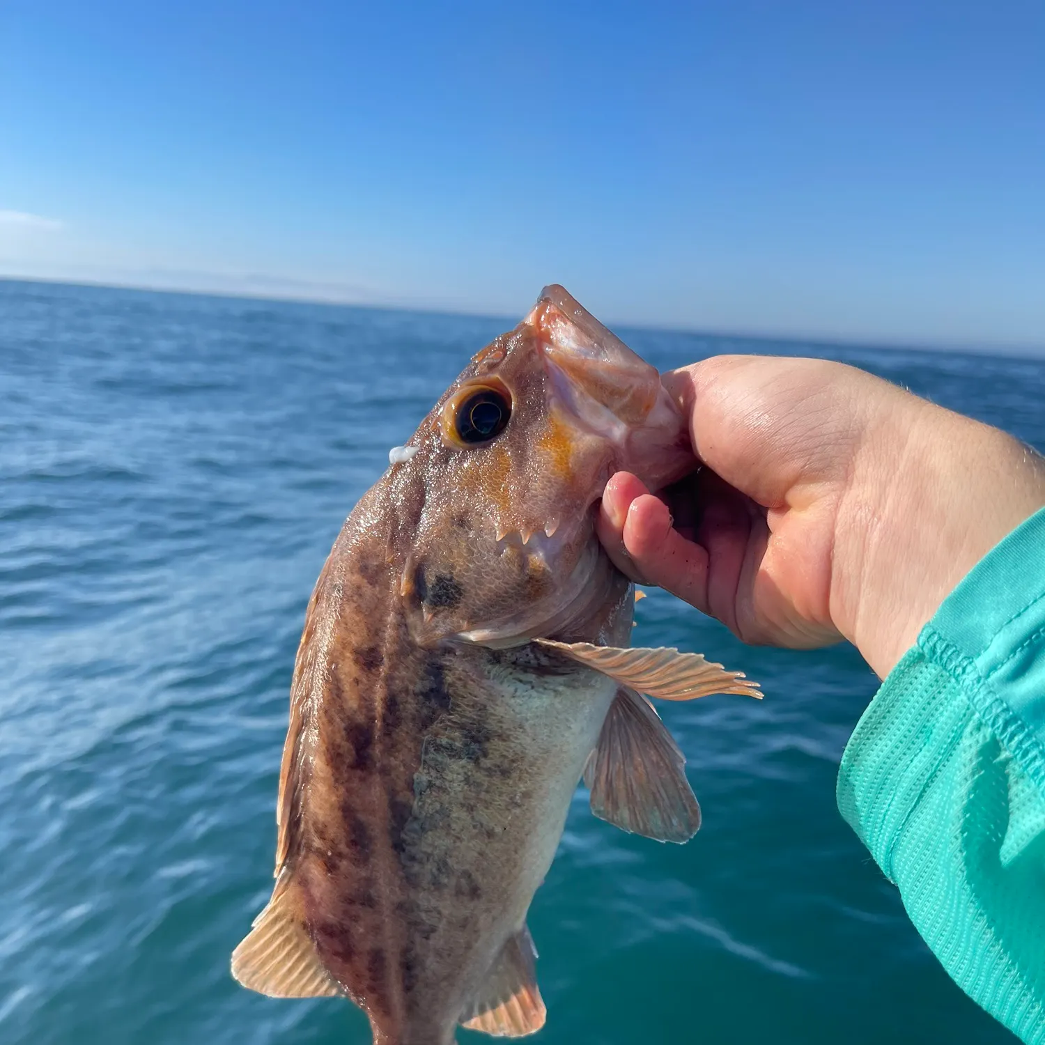 The most recent Brown rockfish catches on Fishbrain