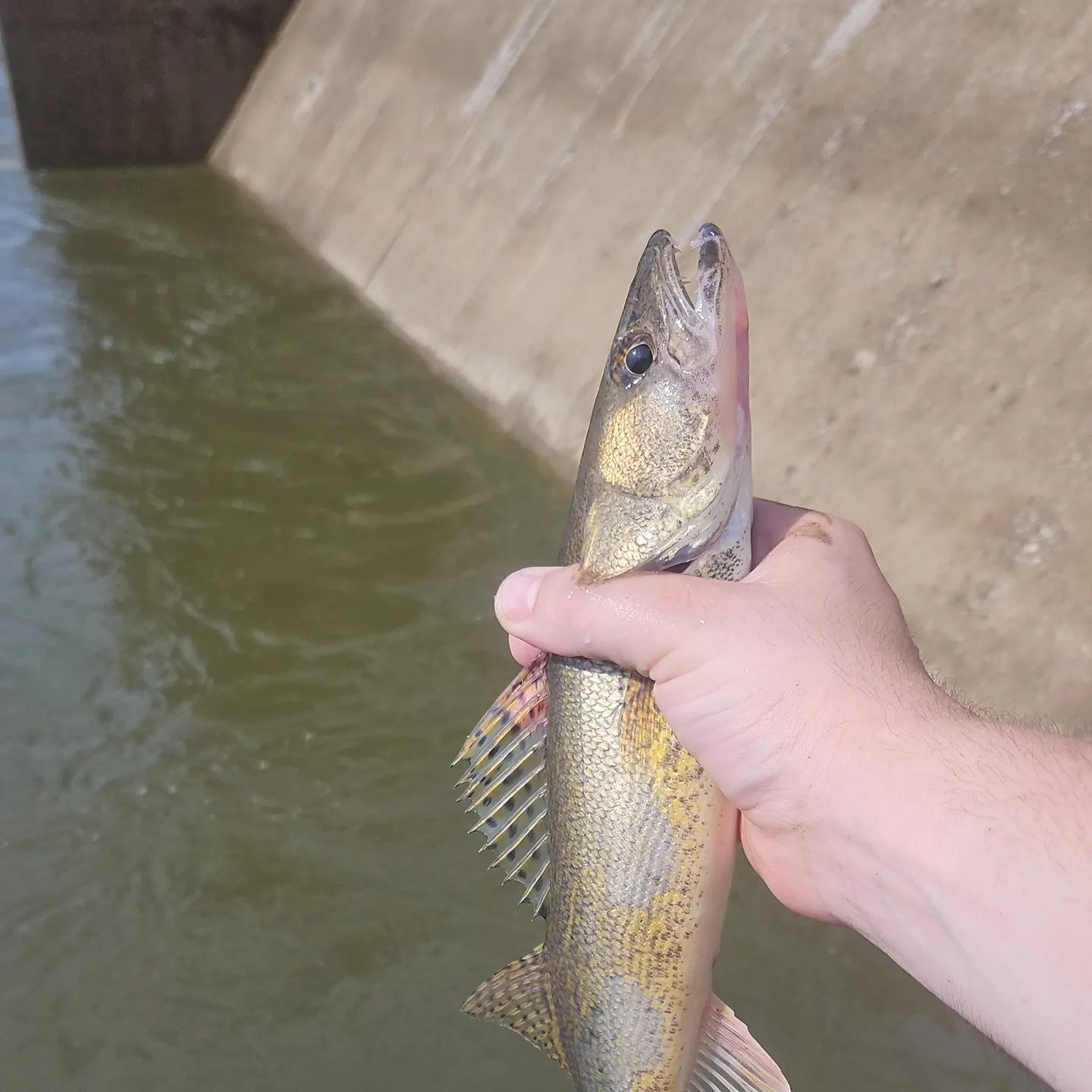 The most recent Sauger catches on Fishbrain