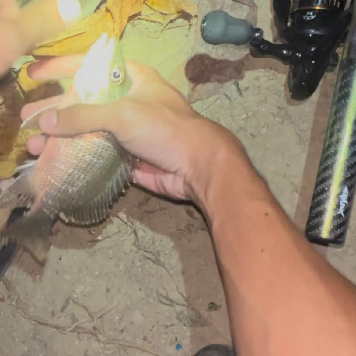 The most recent Mangrove red snapper catches on Fishbrain
