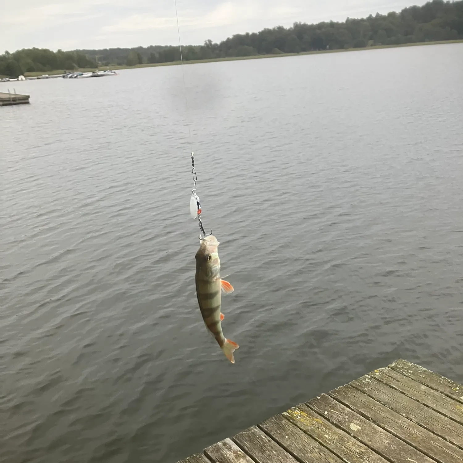 European perch caught on Fishbrain