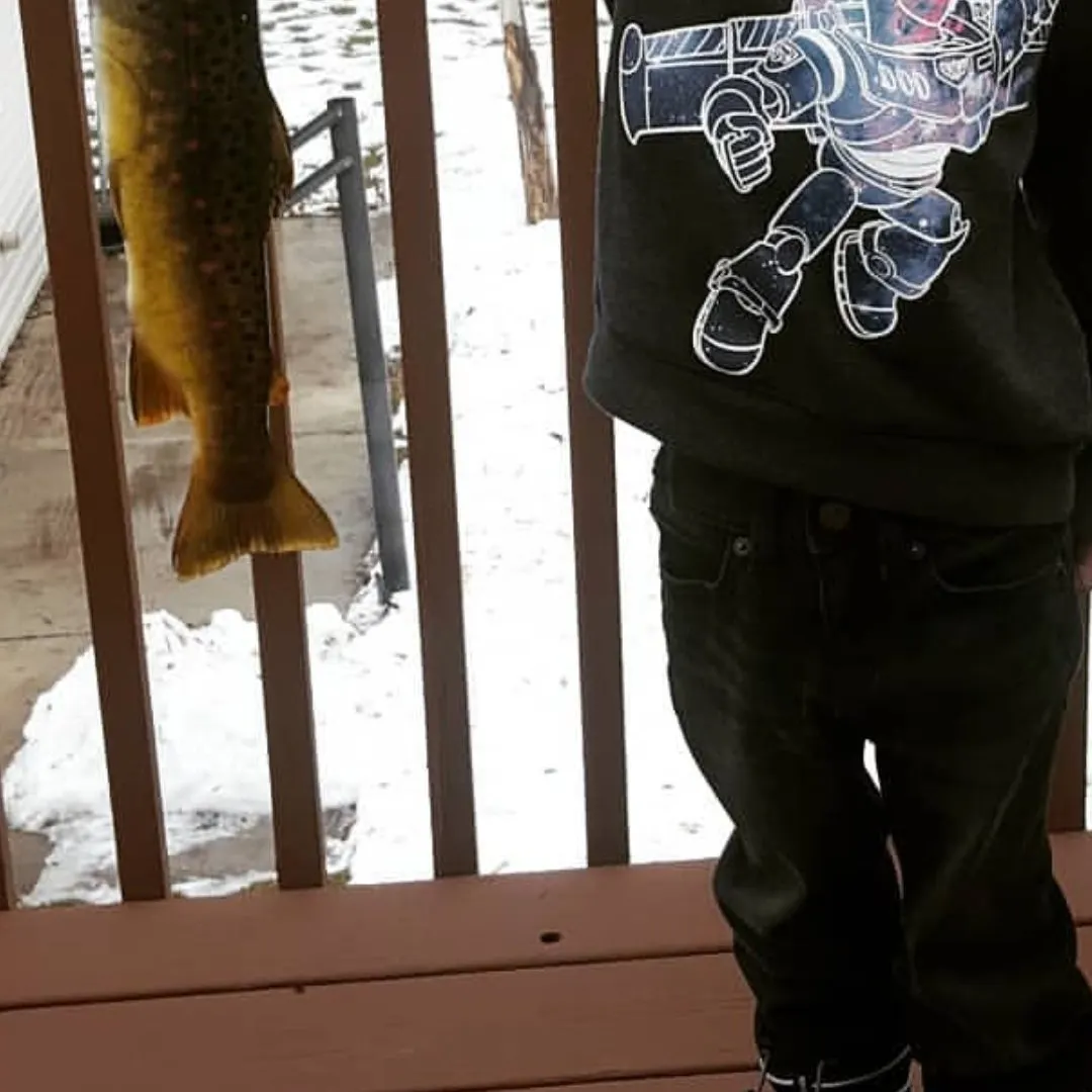 Brown trout caught on Fishbrain