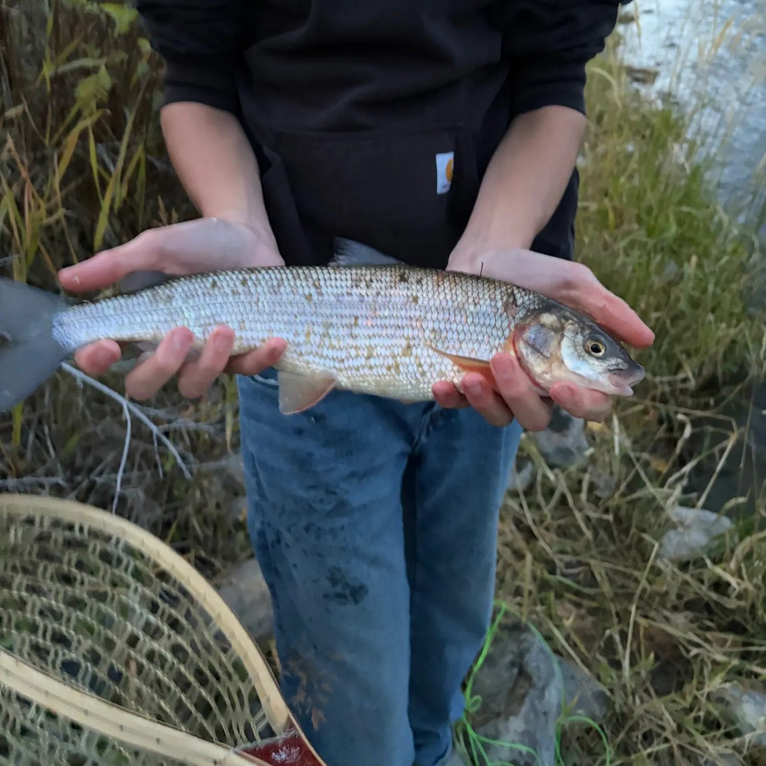 Mountain whitefish caught on Fishbrain
