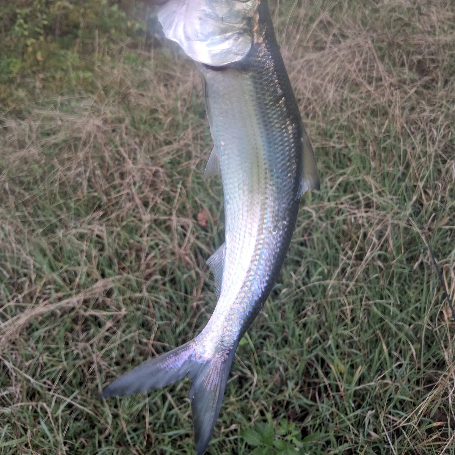 Skipjack herring caught on Fishbrain