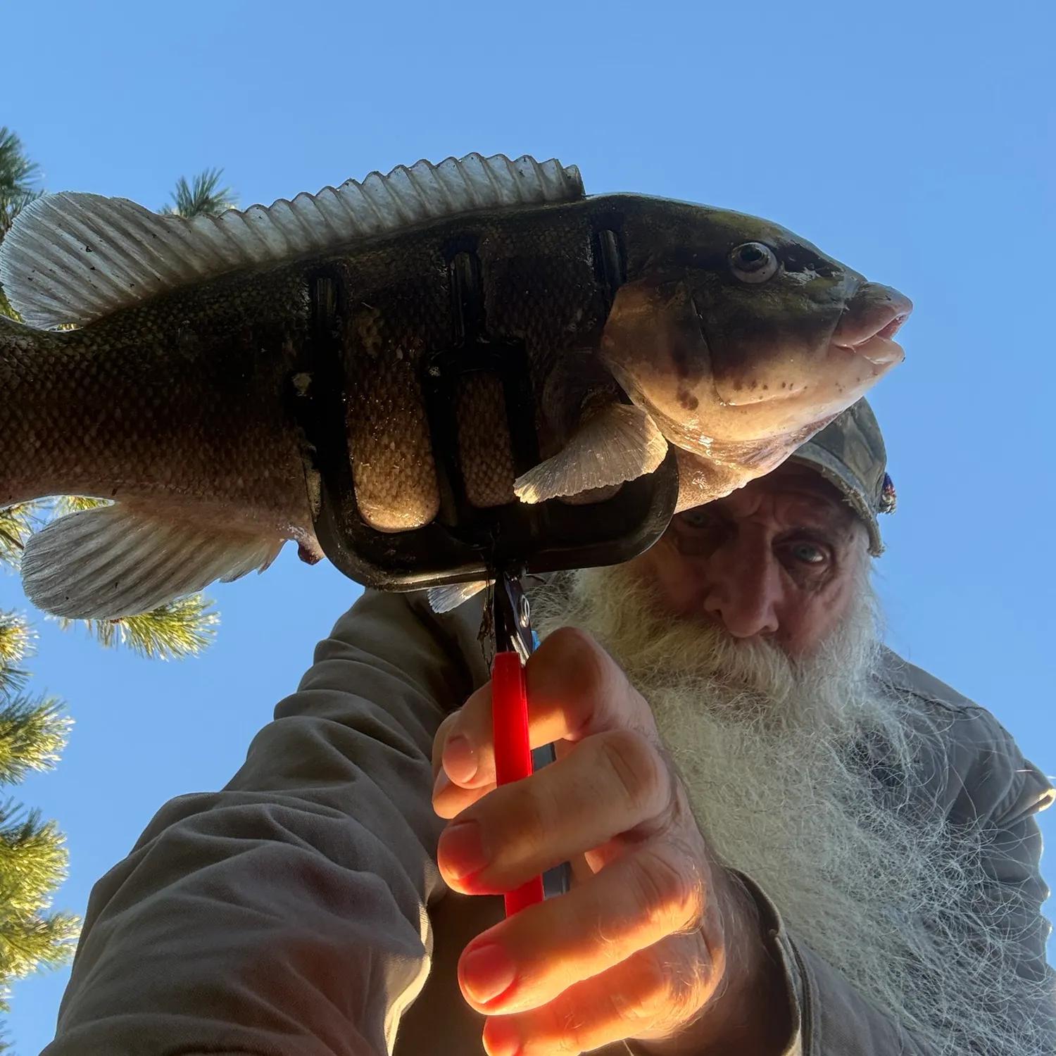 Tautog caught on Fishbrain