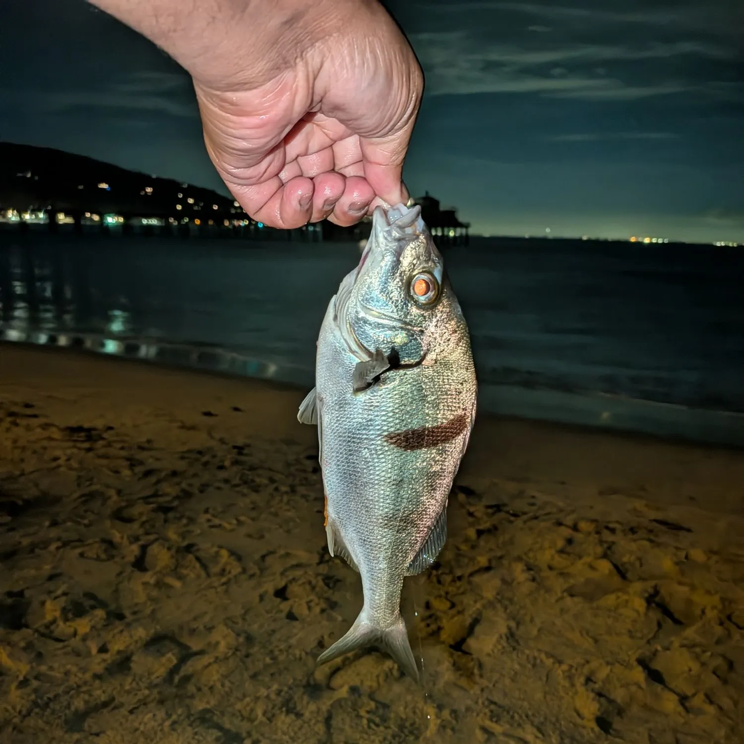 The most recent Sargo catches on Fishbrain