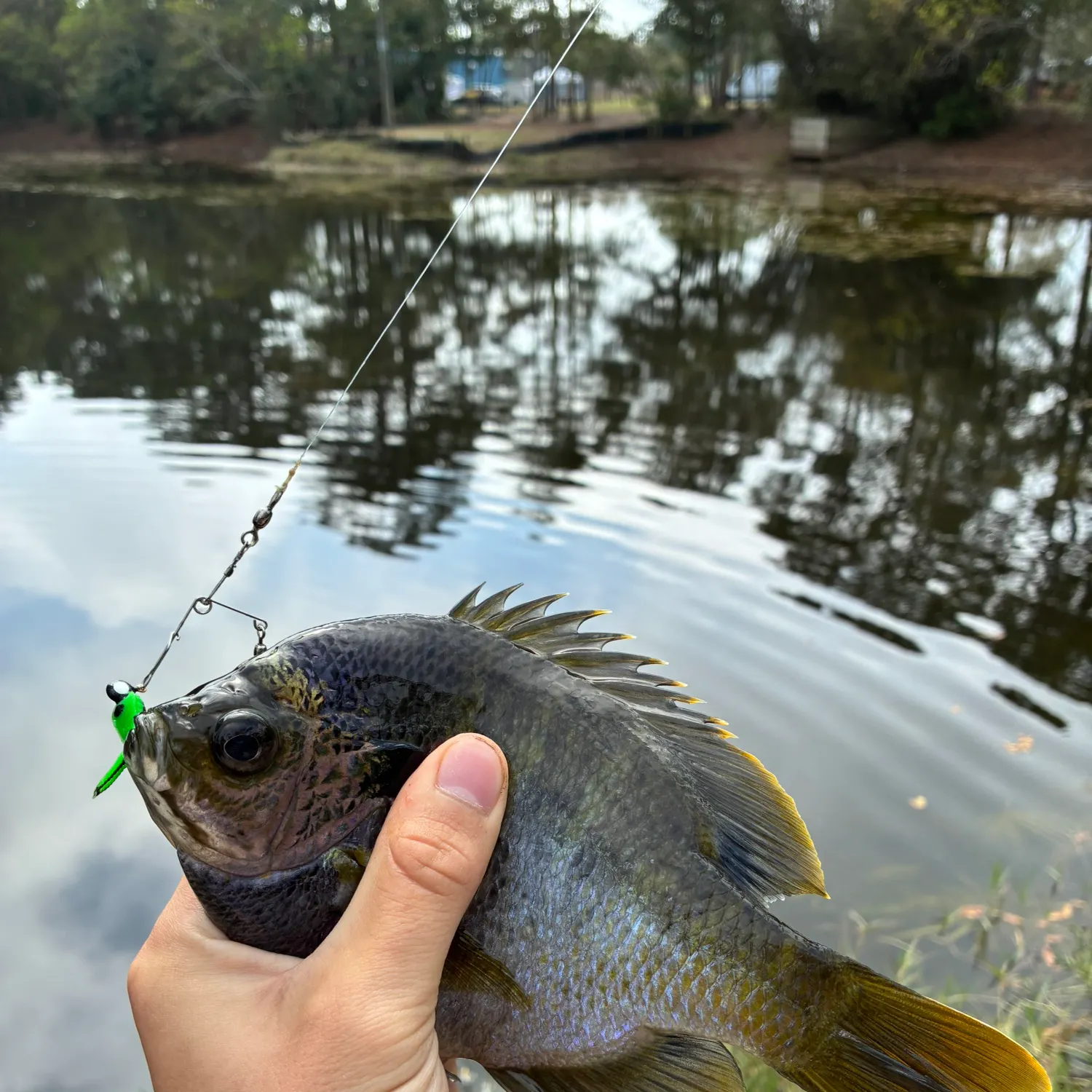 The most recent Coppernose bluegill catches on Fishbrain