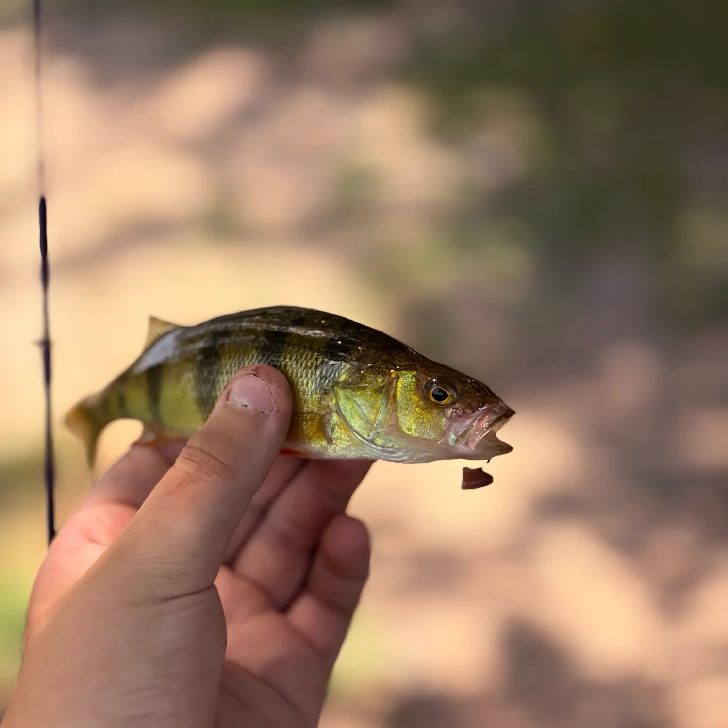 Yellow perch caught on Fishbrain