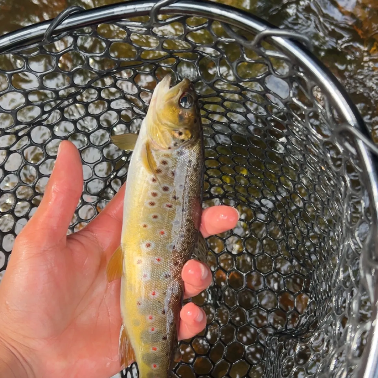 The most recent Brown trout catches on Fishbrain