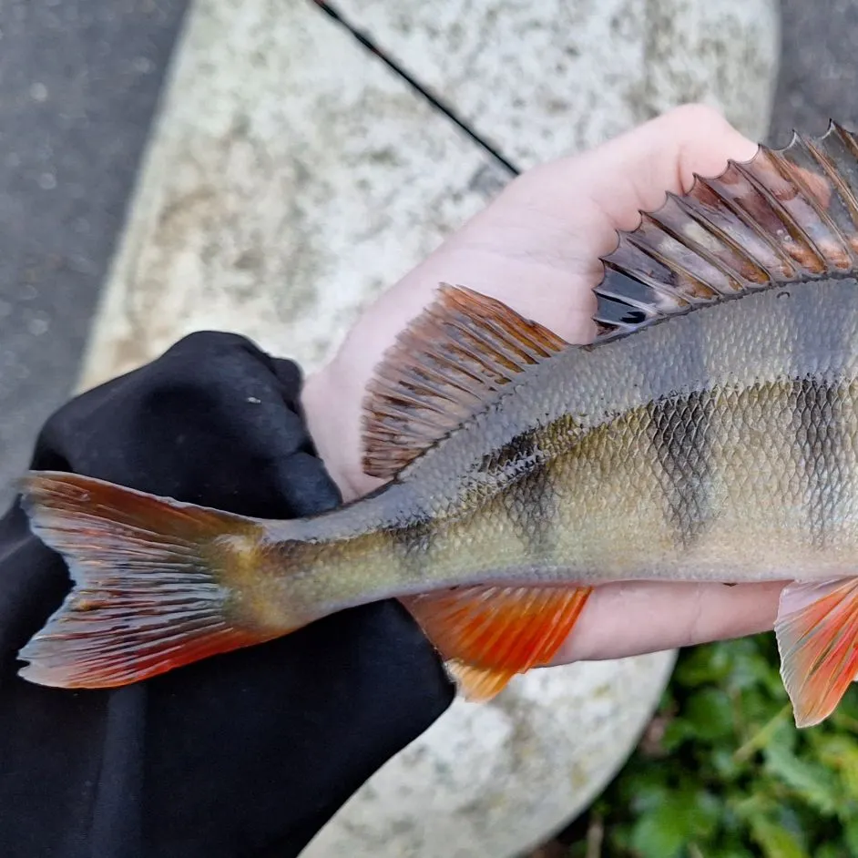 European perch caught on Fishbrain