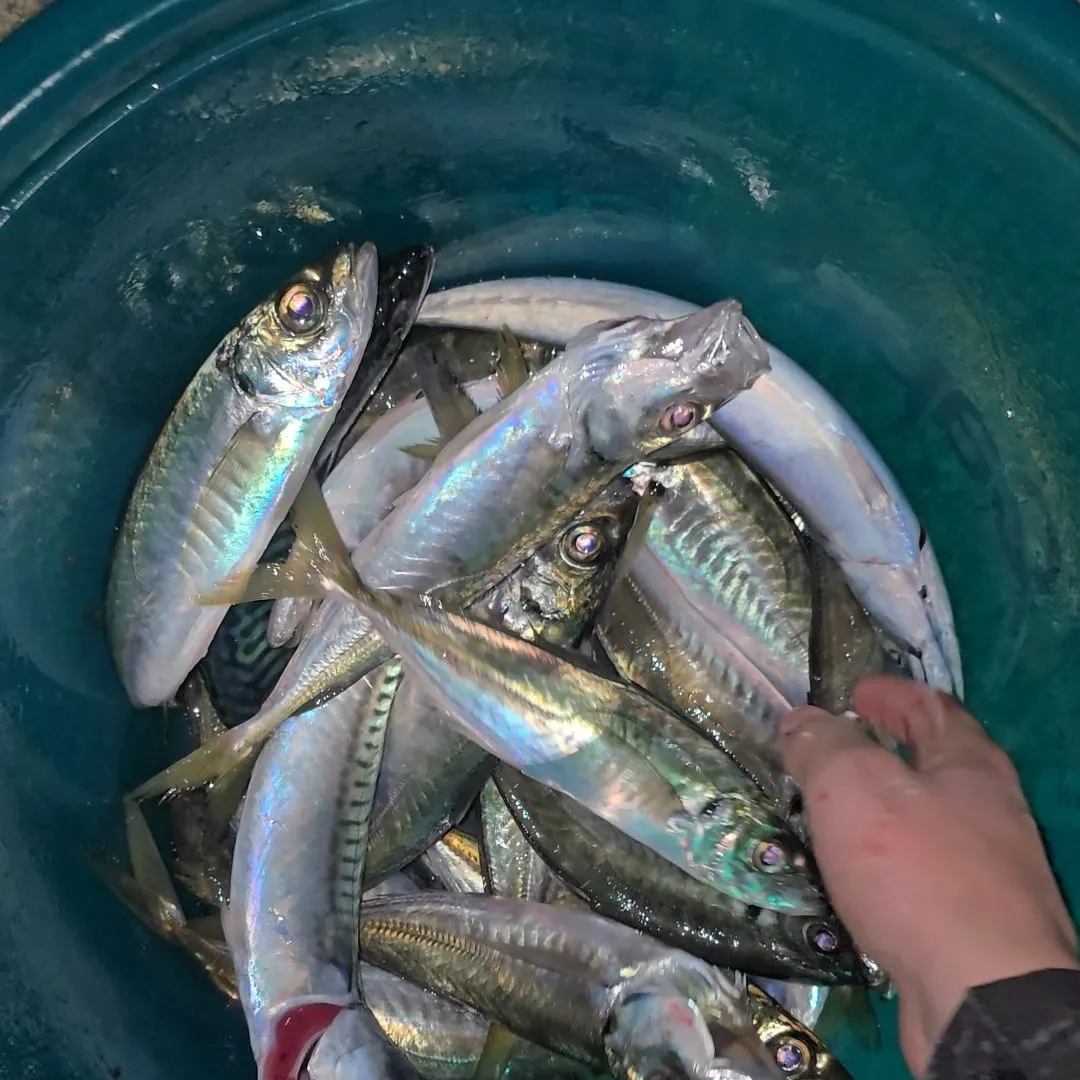 The most popular recent Mediterranean horse mackerel catch on Fishbrain