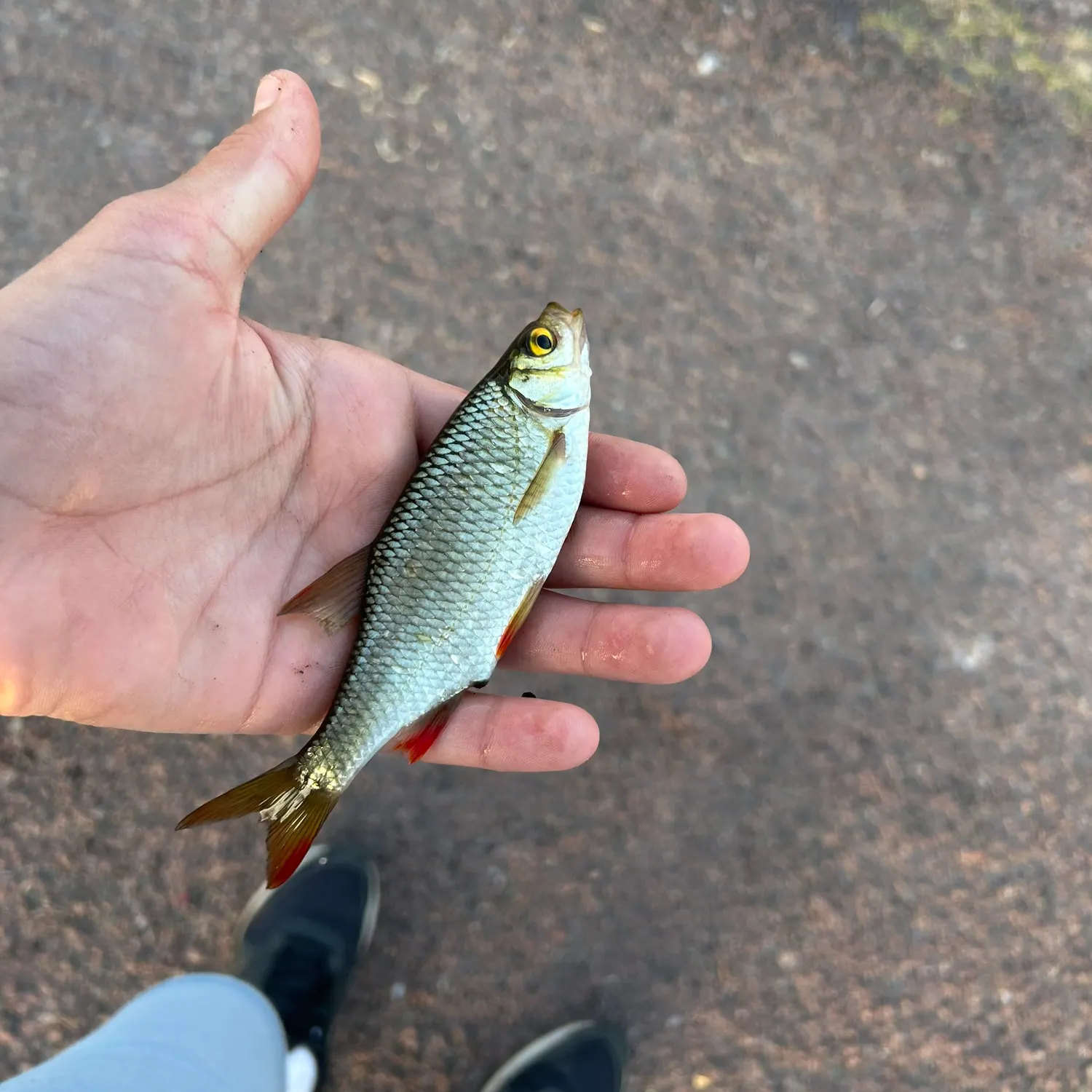 Fish caught on Fishbrain