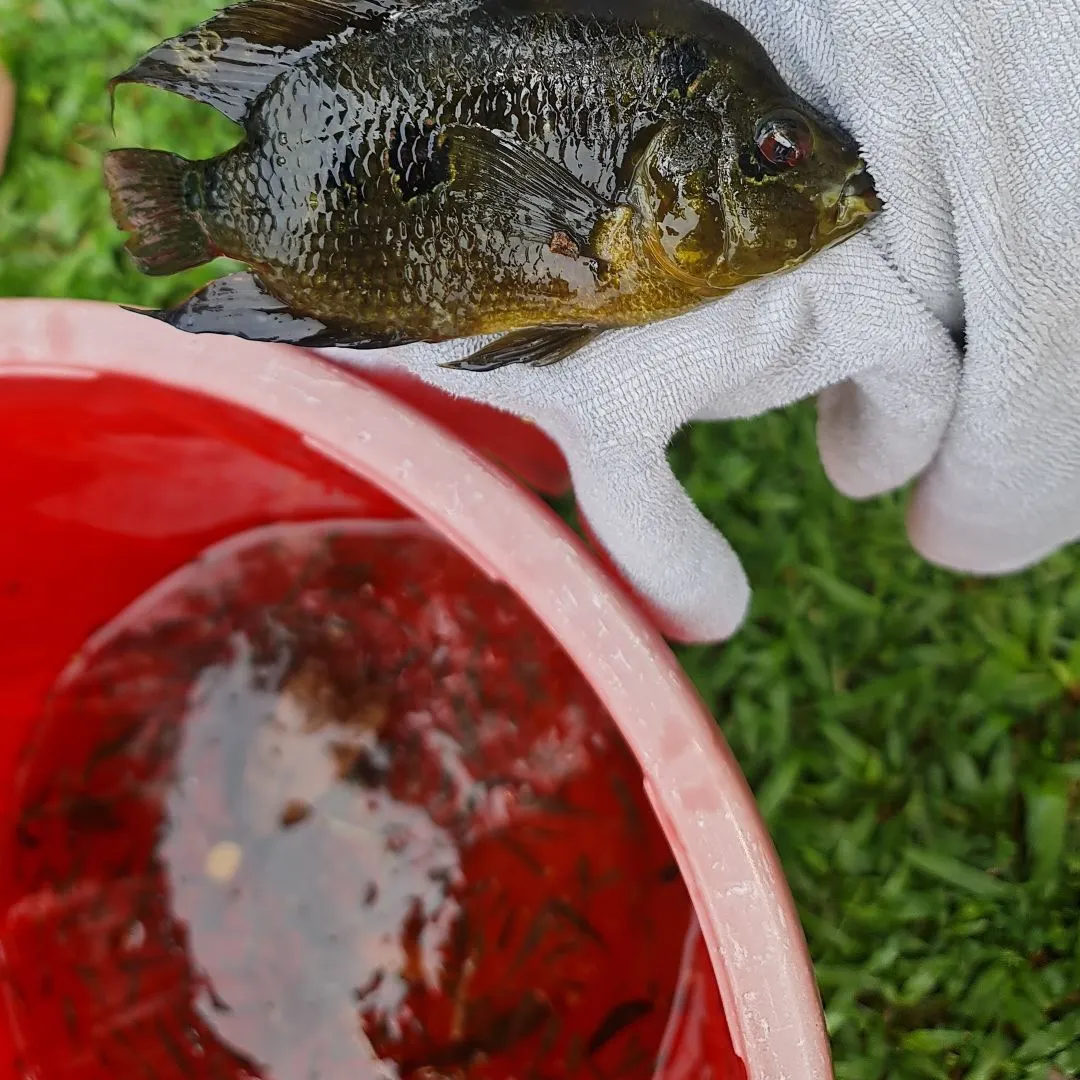 Green severum cichlid caught on Fishbrain