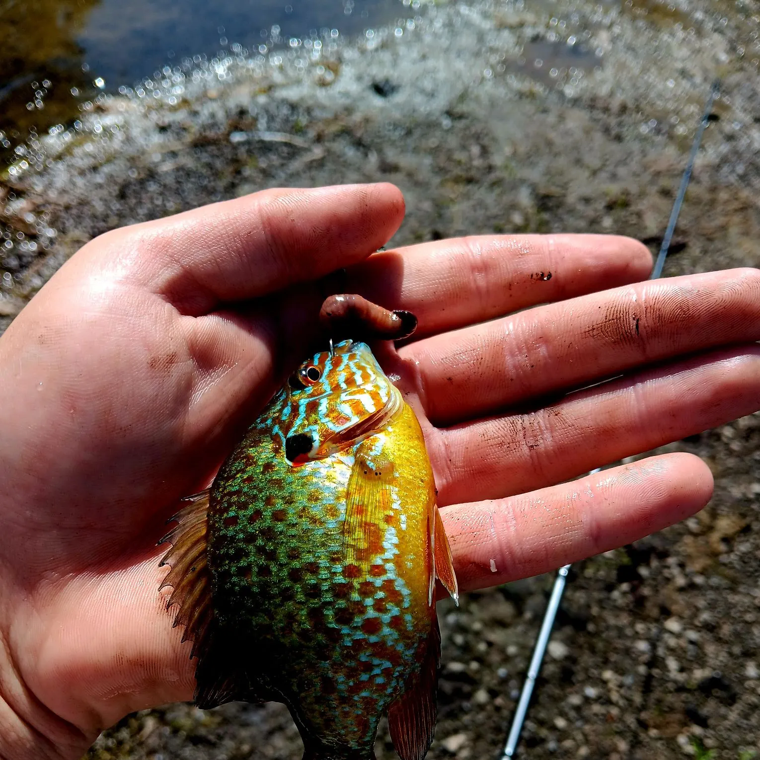 The most recent Pumpkinseed catches on Fishbrain