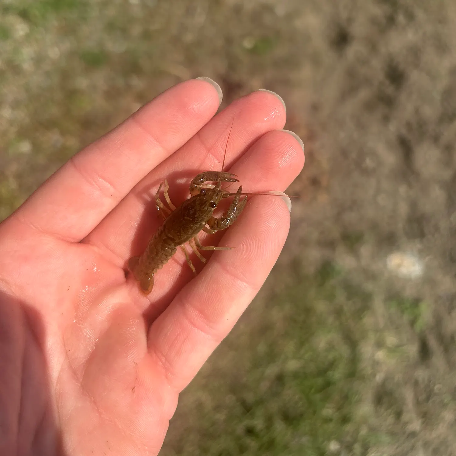 Rusty crayfish caught on Fishbrain