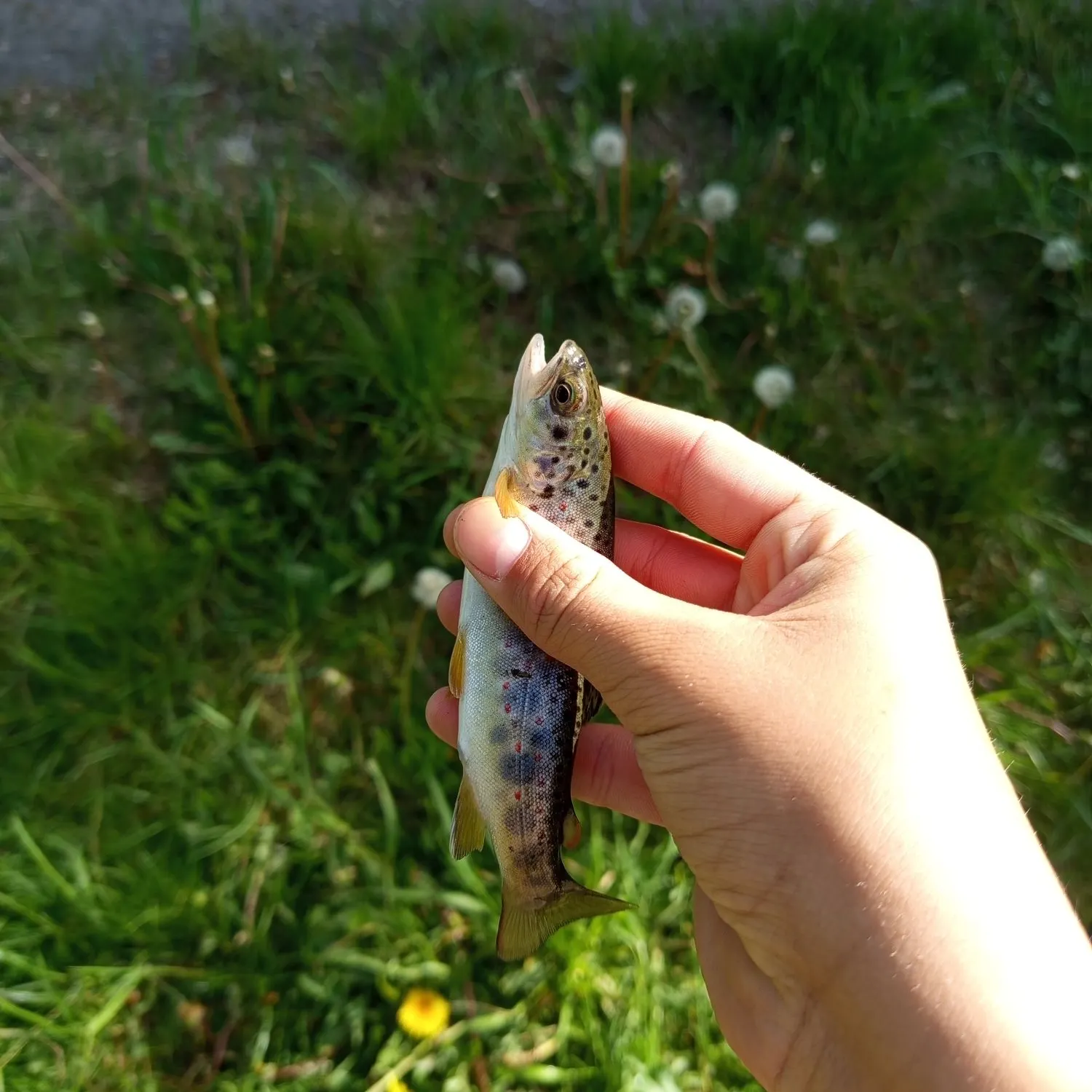 The most recent Sevan trout catches on Fishbrain